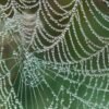cobweb, spider web, dew