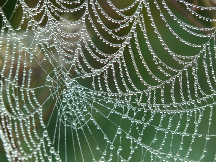 cobweb, spider web, dew