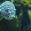 a close up of a fish with a leaf in its mouth