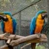 blue yellow and green parrot on brown tree branch