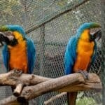 blue yellow and green parrot on brown tree branch