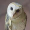 owl, khmer owl, bird