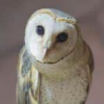 owl, khmer owl, bird