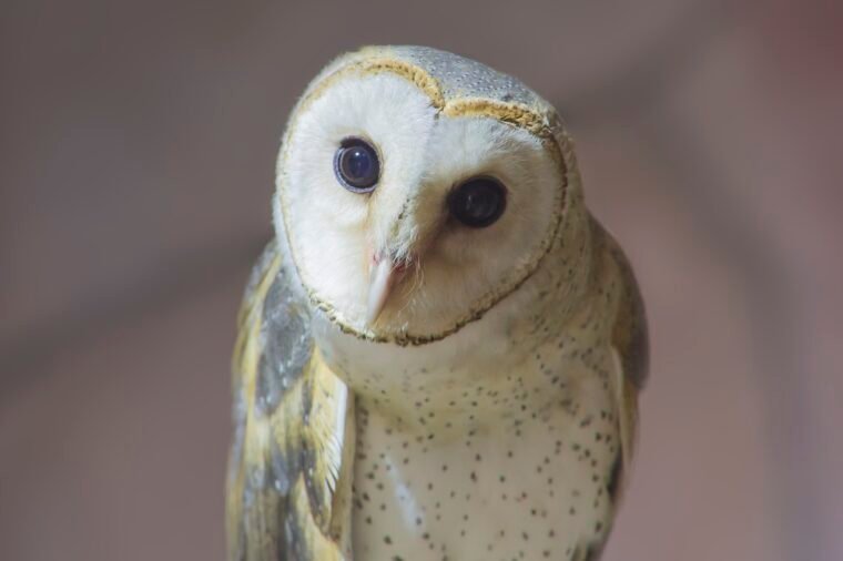 owl, khmer owl, bird