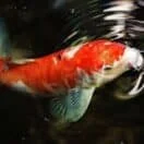 macro photography of koi fish