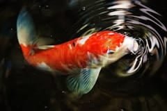 macro photography of koi fish