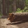 brown tree log on green grass field