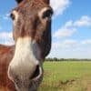 closed up photo of brown donkey on green grass field under blue and cloudy sky