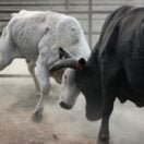 white and blackbull on brown soil